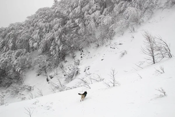 Husky dog runs in the mountains. Snowy summits. Walking the dog. Hiking. Wolf in the Carpathians. Black and white dog and snow.