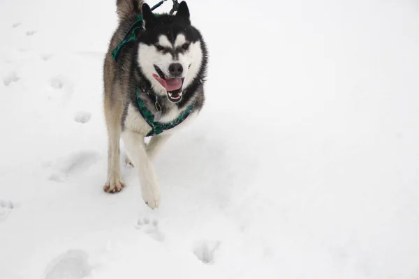 Husky Hond Loopt Bergen Besneeuwde Toppen Wandelen Met Hond Wandelen — Stockfoto