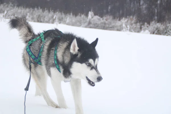 Husky Hond Loopt Bergen Besneeuwde Toppen Wandelen Met Hond Wandelen — Stockfoto