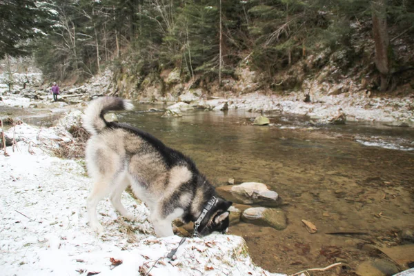 Husky Hund Läuft Wald Winter Fluss Der Hund Geht Spazieren — Stockfoto