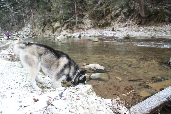 Husky dog runs in the woods. Winter. River. The dog is walking. Interesting dog games on the street. Ukrainian Carpathian Mountains.Forest