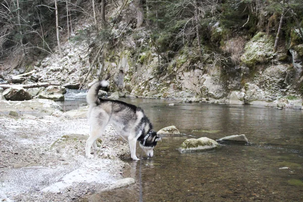 Husky Hond Loopt Het Bos Winter Rivier Hond Loopt Interessante — Stockfoto