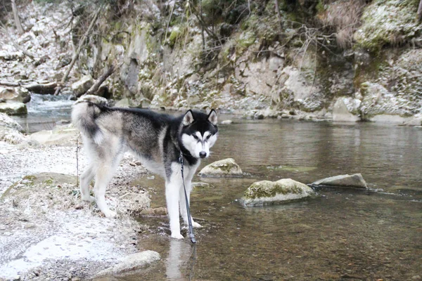 Husky dog runs in the woods. Winter. River. The dog is walking. Interesting dog games on the street. Ukrainian Carpathian Mountains.Forest