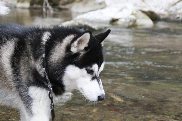 Husky dog runs in the woods. Winter. River. The dog is walking. Interesting dog games on the street. Ukrainian Carpathian Mountains.Forest