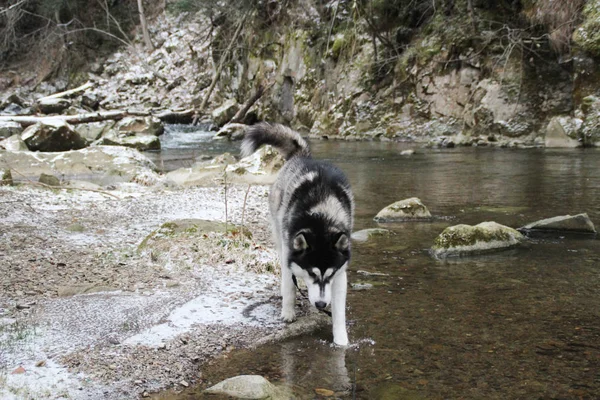 Husky dog runs in the woods. Winter. River. The dog is walking. Interesting dog games on the street. Ukrainian Carpathian Mountains.Forest