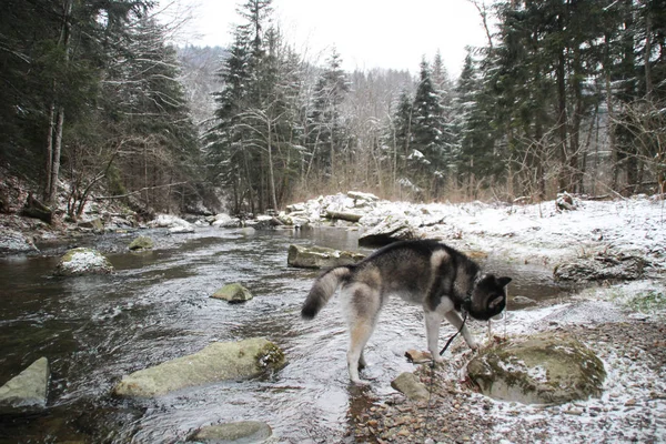 Husky Hund Läuft Wald Winter Fluss Der Hund Geht Spazieren — Stockfoto