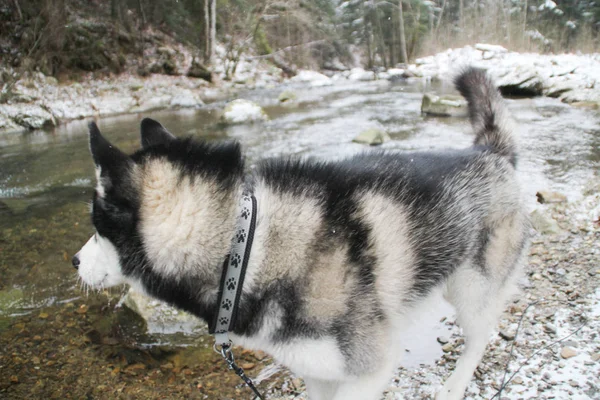 Perro Husky Corre Por Bosque Invierno Río Perro Está Paseando —  Fotos de Stock