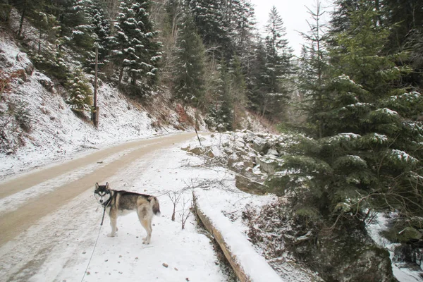 Husky dog runs in the woods. Winter. River. The dog is walking. Interesting dog games on the street. Ukrainian Carpathian Mountains.Forest