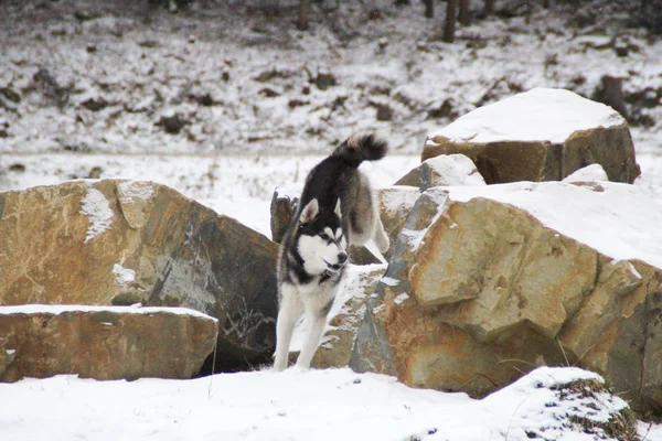 Husky Hond Loopt Het Bos Winter Rivier Hond Loopt Interessante — Stockfoto
