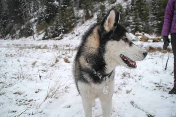 Husky Köpek Ormanın Içinde Çalışır Kış Nehir Köpek Yürüyor Lginç — Stok fotoğraf