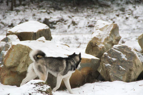 Husky Pes Běží Lese Zima Řeka Pes Chůze Zajímavé Hry — Stock fotografie