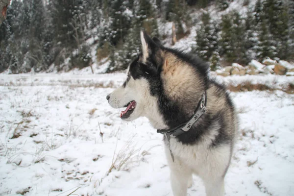 Husky dog runs in the woods. Winter. River. The dog is walking. Interesting dog games on the street. Ukrainian Carpathian Mountains.Forest