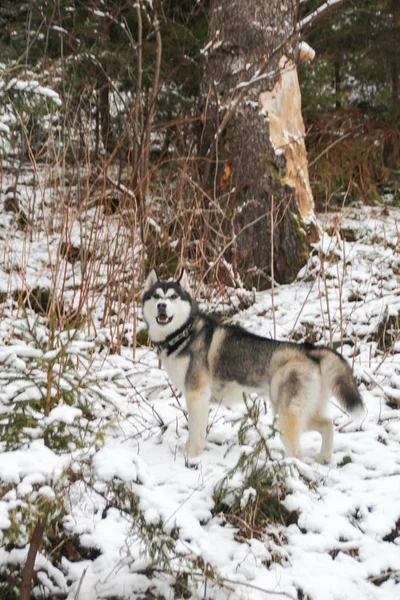Хаски Дог Бегает Лесу Зима Ривер Собака Гуляет Интересные Игры — стоковое фото