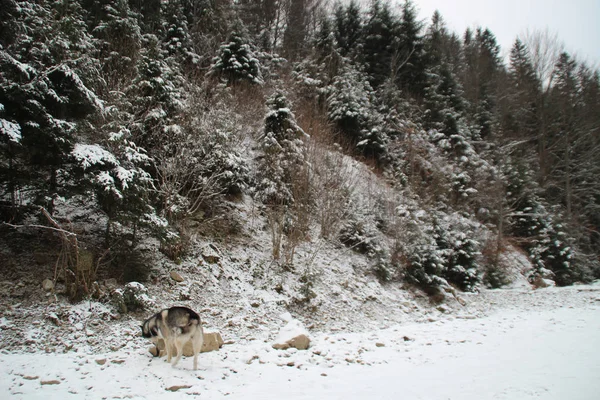 Husky Hund Läuft Wald Winter Fluss Der Hund Geht Spazieren — Stockfoto