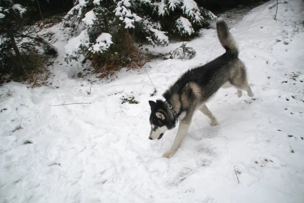 ハスキー犬は 森の中で実行されます 犬が歩いています 面白い犬ゲーム通りで ウクライナのカルパチア Mountains Forest — ストック写真