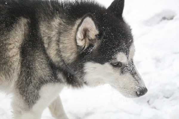 Husky Köpek Ormanın Içinde Çalışır Kış Nehir Köpek Yürüyor Lginç — Stok fotoğraf