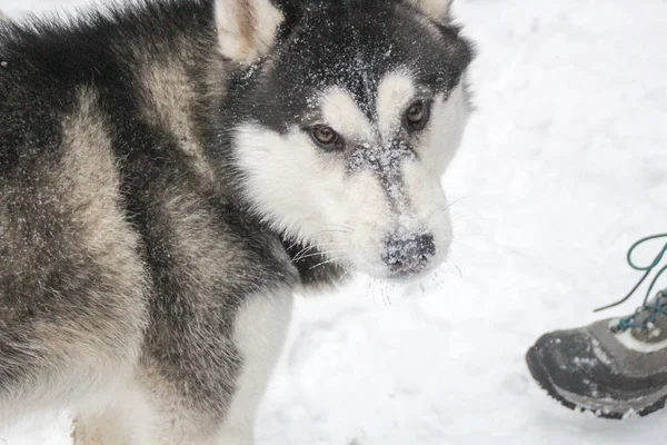 Husky Dog Runs Woods Winter River Dog Walking Interesting Dog — Stock Photo, Image