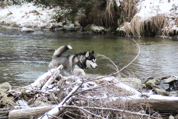 Husky dog runs in the woods. Winter. River. The dog is walking. Interesting dog games on the street. Ukrainian Carpathian Mountains.Forest