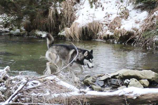 Husky dog runs in the woods. Winter. River. The dog is walking. Interesting dog games on the street. Ukrainian Carpathian Mountains.Forest