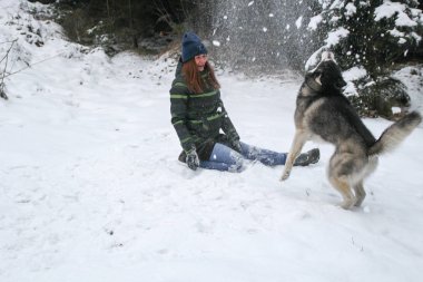 Bir kız ile ormanda Husky köpek çalıştırır. Karda oynamak. A evde beslenen hayvan ile kış eğlenceli.