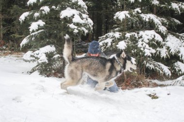 Bir kız ile ormanda Husky köpek çalıştırır. Karda oynamak. A evde beslenen hayvan ile kış eğlenceli.