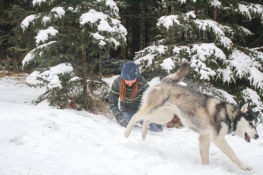 Bir kız ile ormanda Husky köpek çalıştırır. Karda oynamak. A evde beslenen hayvan ile kış eğlenceli.