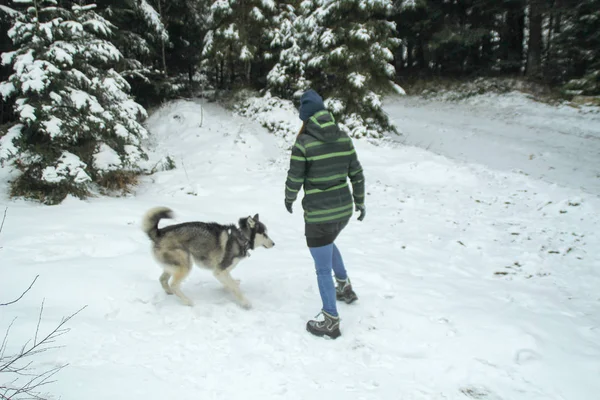 Husky dog runs in the woods with a girl. Play in the snow. Winter fun with a pet.