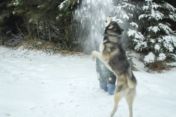 Husky Pies Biegnie Lesie Dziewczyną Zagraj Śniegu Zimowe Zabawy Zwierzakiem — Zdjęcie stockowe