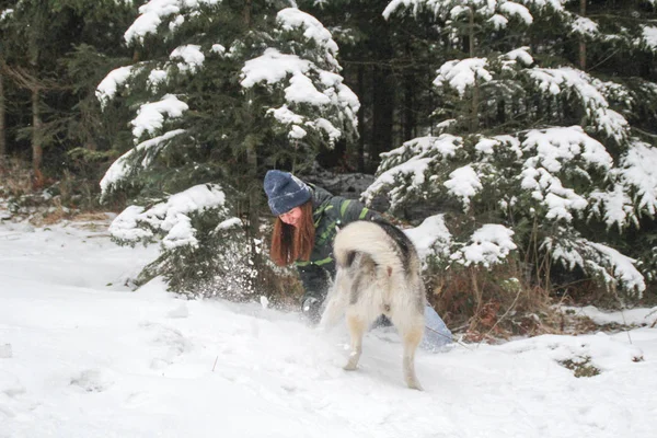 Husky Perro Corre Por Bosque Con Una Chica Juega Nieve — Foto de Stock