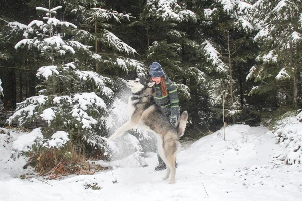 Husky Perro Corre Por Bosque Con Una Chica Juega Nieve — Foto de Stock