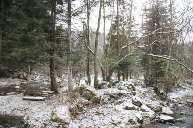Kış orman çam ağaçları ve köknar ağaçları ile. Kar. Ağaçlar karla kaplı. Ukraynalı Karpat Dağları.