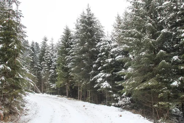 Bosque Invierno Con Pinos Abetos Nieve Árboles Cubiertos Nieve Montañas — Foto de Stock