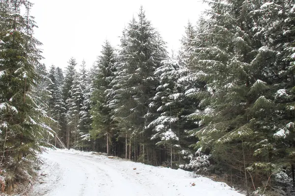 Bosque Invierno Con Pinos Abetos Nieve Árboles Cubiertos Nieve Montañas —  Fotos de Stock