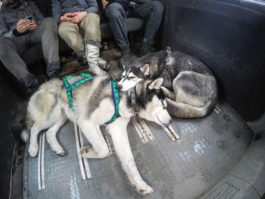 Kış ormandaki iki Husky. Köpekler yürüyüş ve oynuyor. Kış ağaçlar ve çam ağaçları içinde belgili tanımlık kar. Ukraynalı Karpat Dağları.