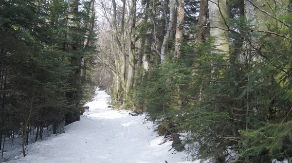 Forêt Hiver Avec Pins Sapins Neige Des Arbres Enneigés Carpates — Photo