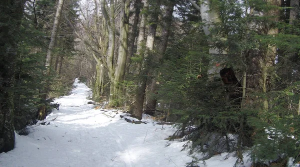 Forêt Hiver Avec Pins Sapins Neige Des Arbres Enneigés Carpates — Photo