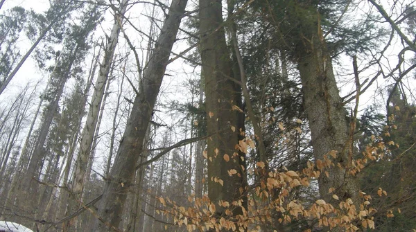 Kış Orman Çam Ağaçları Köknar Ağaçları Ile Kar Ağaçlar Karla — Stok fotoğraf