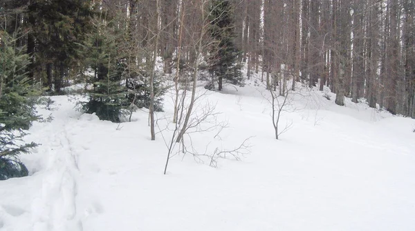 Bosque Invierno Con Pinos Abetos Nieve Árboles Cubiertos Nieve Montañas — Foto de Stock