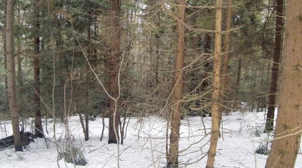 Vinter Skog Med Tallar Och Granar Snö Snötäckta Träd Ukrainska — Stockfoto