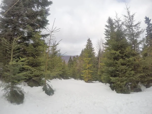 Zimní Les Borovic Jedlí Sníh Zasněžené Stromy Ukrajinské Karpaty — Stock fotografie