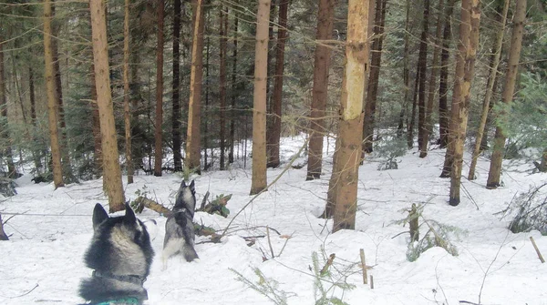 Two Husky in the winter forest. Dogs are walking and playing. Winter trees and pines in the snow. Ukrainian Carpathian Mountains.