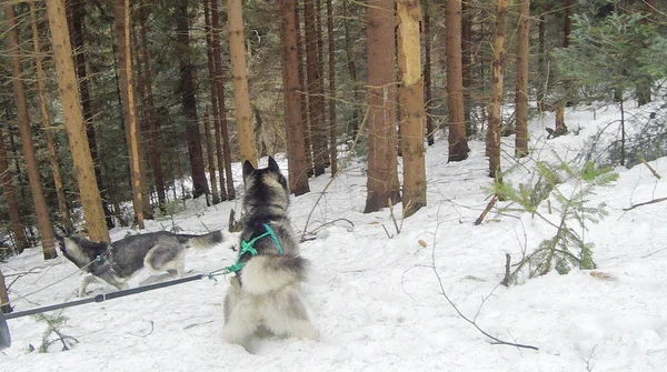 Two Husky in the winter forest. Dogs are walking and playing. Winter trees and pines in the snow. Ukrainian Carpathian Mountains.