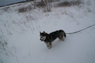 Husky köpek dağlarda çalışır. Karlı zirveleri. Köpek yürüyüş. Hiking. Karpatlar kurt. Siyah ve beyaz köpek ve kar.