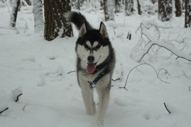Husky köpek dağlarda çalışır. Karlı zirveleri. Köpek yürüyüş. Hiking. Karpatlar kurt. Siyah ve beyaz köpek ve kar.