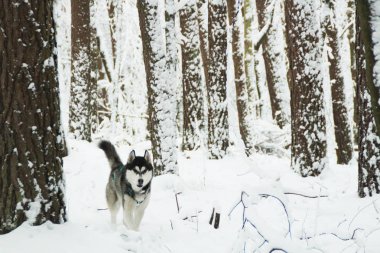 Husky köpek dağlarda çalışır. Karlı zirveleri. Köpek yürüyüş. Hiking. Karpatlar kurt. Siyah ve beyaz köpek ve kar.