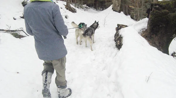 Niña Camina Dos Huskies Bosque Invierno Los Perros Están Paseando — Foto de Stock