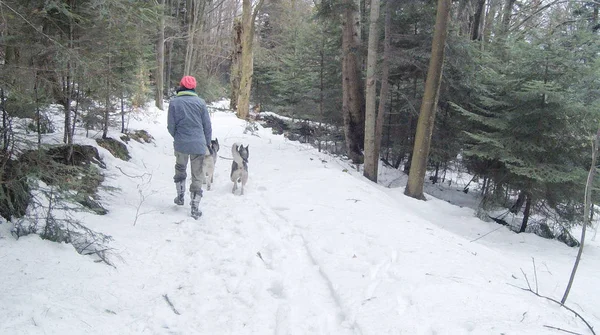 Jeune Fille Promène Deux Huskies Dans Forêt Hiver Les Chiens — Photo