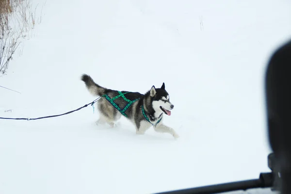 Perro Husky Corre Por Las Montañas Cumbres Nevadas Paseando Perro —  Fotos de Stock