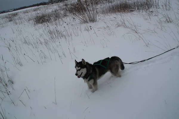 Husky Pies Biegnie Górach Ośnieżone Szczyty Spacery Psem Piesze Wycieczki — Zdjęcie stockowe