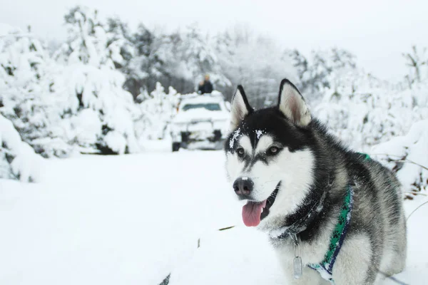 ハスキー犬は 山で実行されます 雪に覆われた頂上 犬の散歩 ハイキング カルパチア山脈のオオカミ 黒と白の犬と雪 — ストック写真